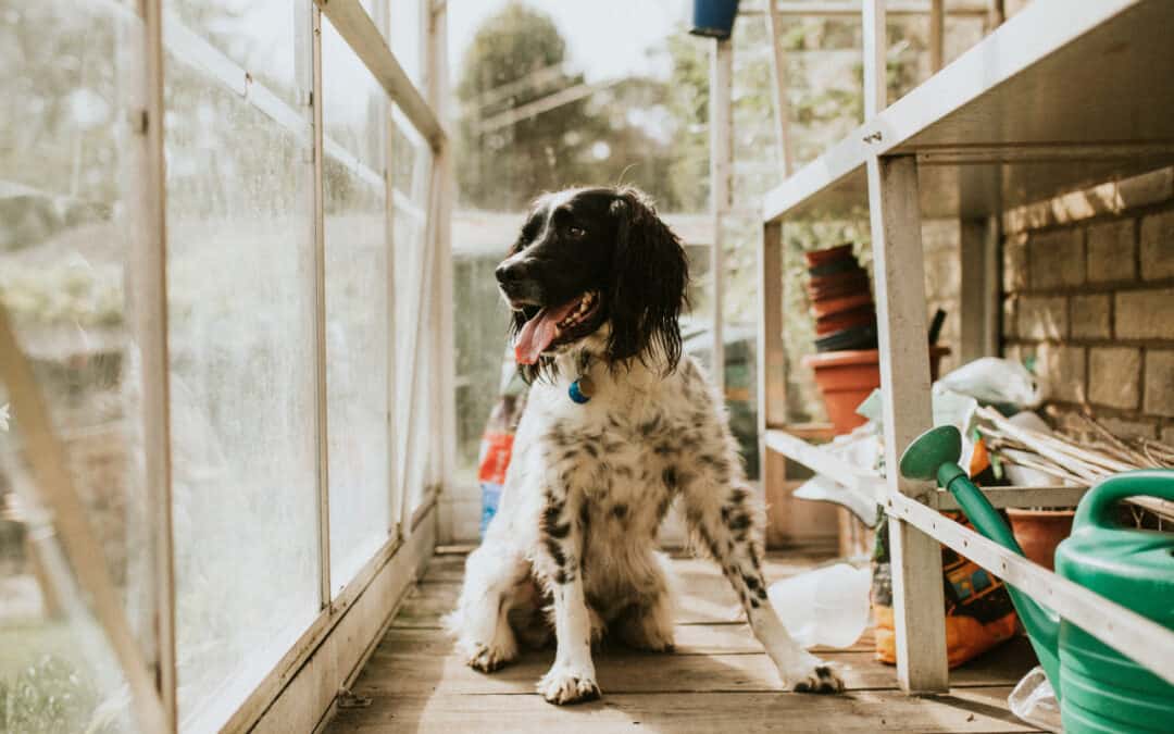 Arena de sílice en la industria de mascotas: Una solución segura y efectiva para el cuidado de mascotas