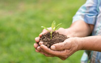 Silica sand in agriculture: Improving crop growth and soil health.